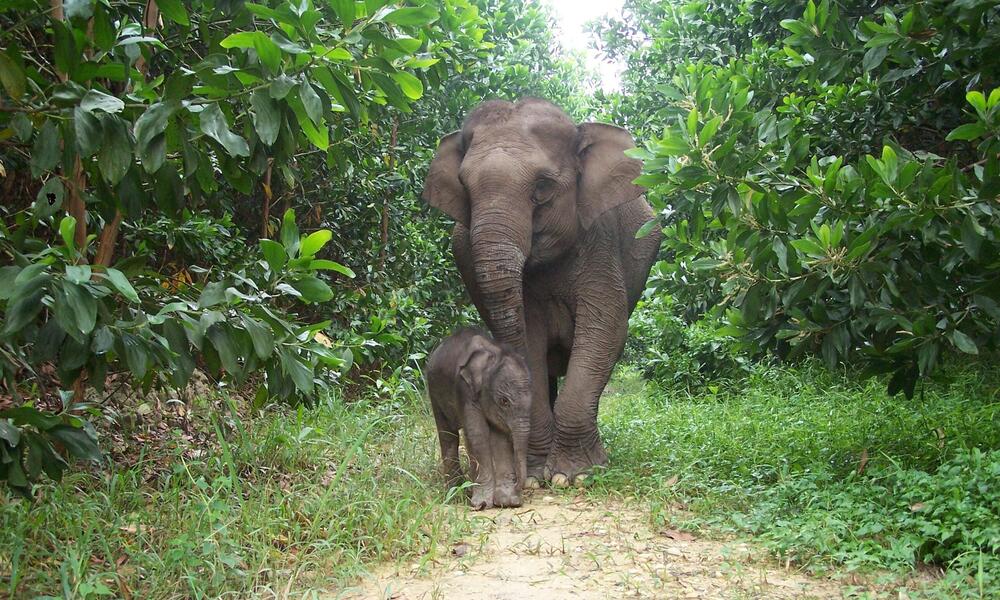 Image of a Sumatran Elephant.